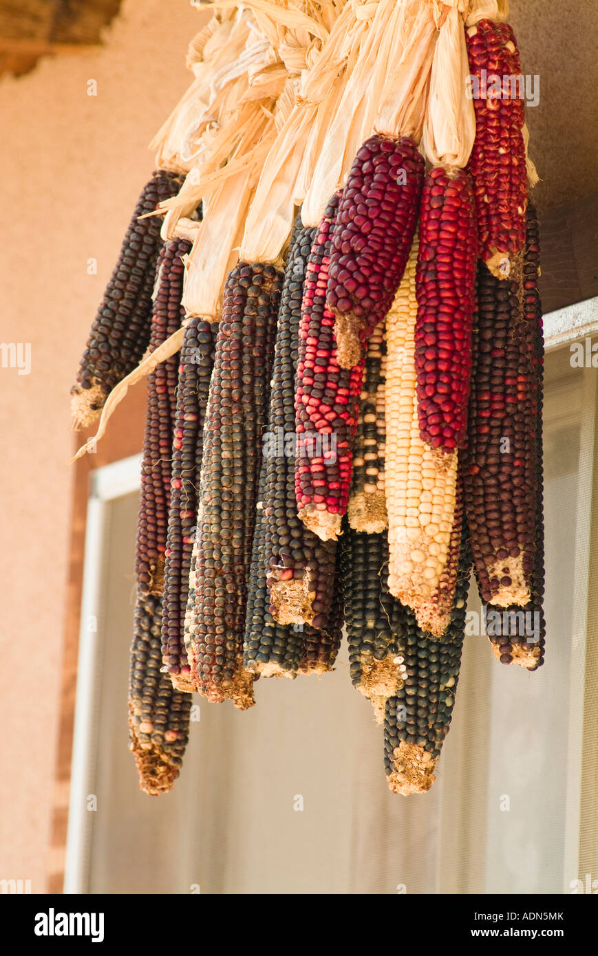 Stalks of Native American Indian corn Stock Photo Alamy