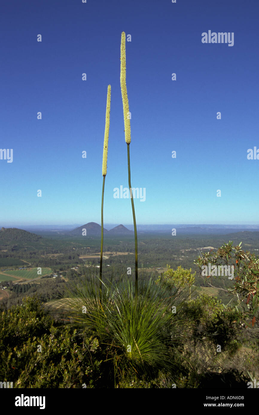 Australia Queensland Glasshouse Mtns Mt Ngungun grass trees on summit Stock Photo