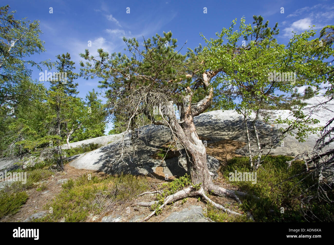 Old growth pine hi-res stock photography and images - Alamy