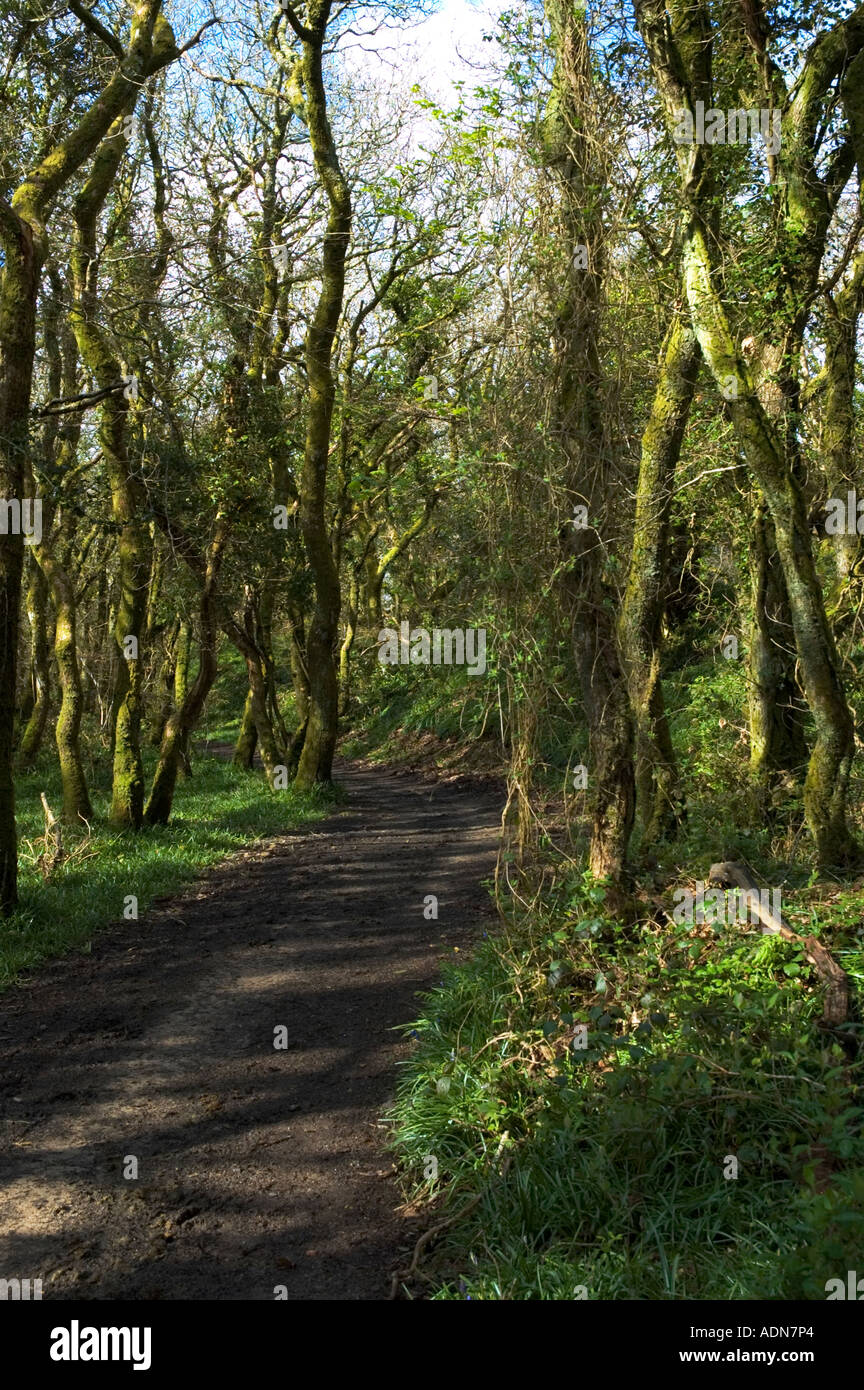 Oakwoods cornwall hi-res stock photography and images - Alamy