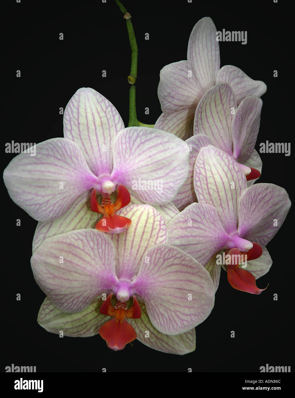 Lovely orchids hi-res stock photography and images - Alamy