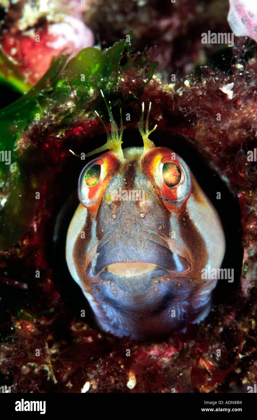 Crested Blenny face Parablennius laticlavius in hole at the Poor ...