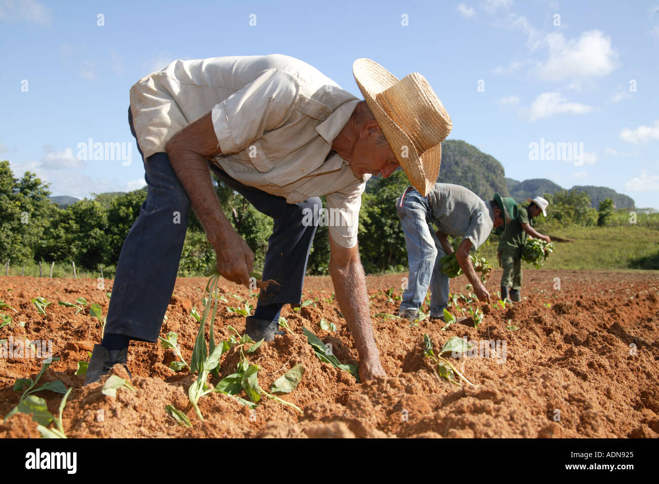 Planting tobacco seedlings on farm near Vinales Cuba Stock Photo