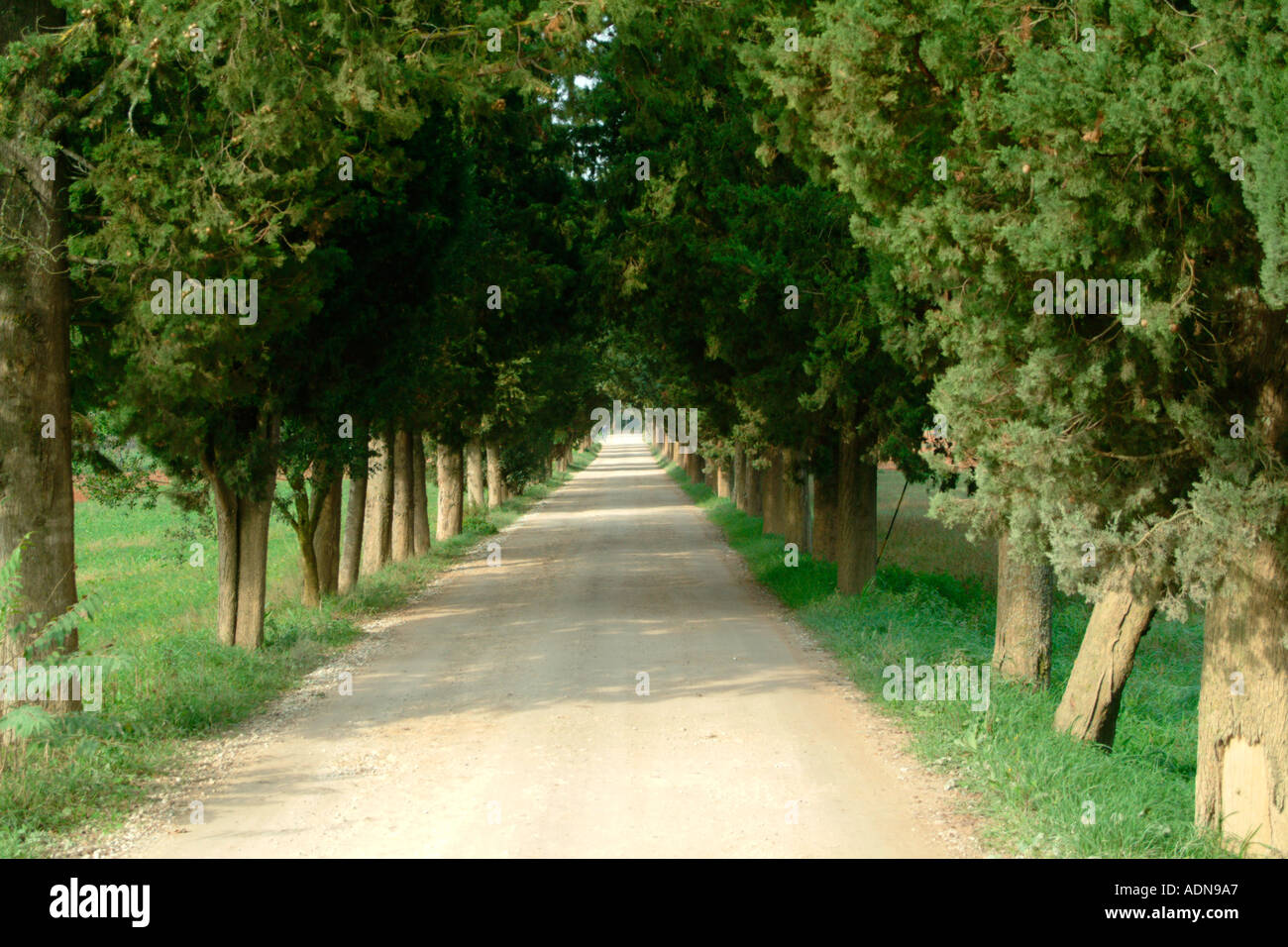 An avenue of Cypress trees on a strada bianca near Colle di Val d Elsa Tuscany Italy Stock Photo