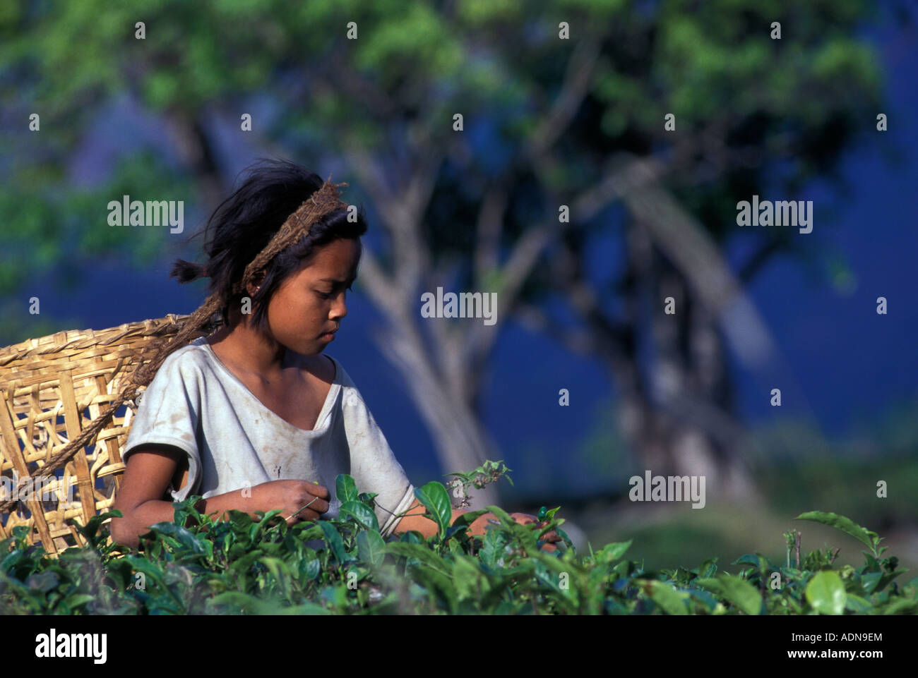 INDIA Darjeeling A Nepali migrant child worker picks tea Stock Photo
