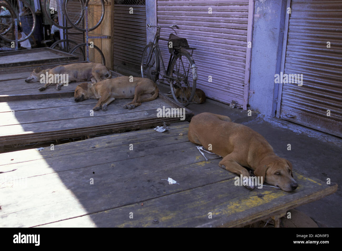 India Jodhpur 3 sleeping dogs in mid day heat Stock Photo Alamy