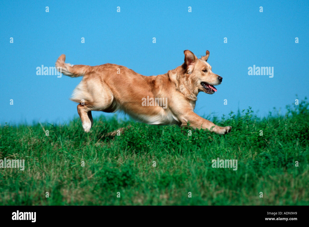 Golden Retriever side Stock Photo - Alamy