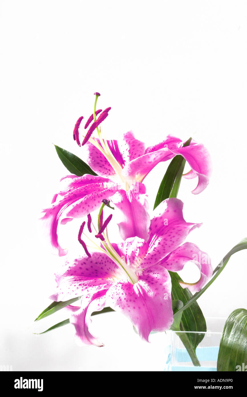 Overexposed studio shot of lillies Stock Photo