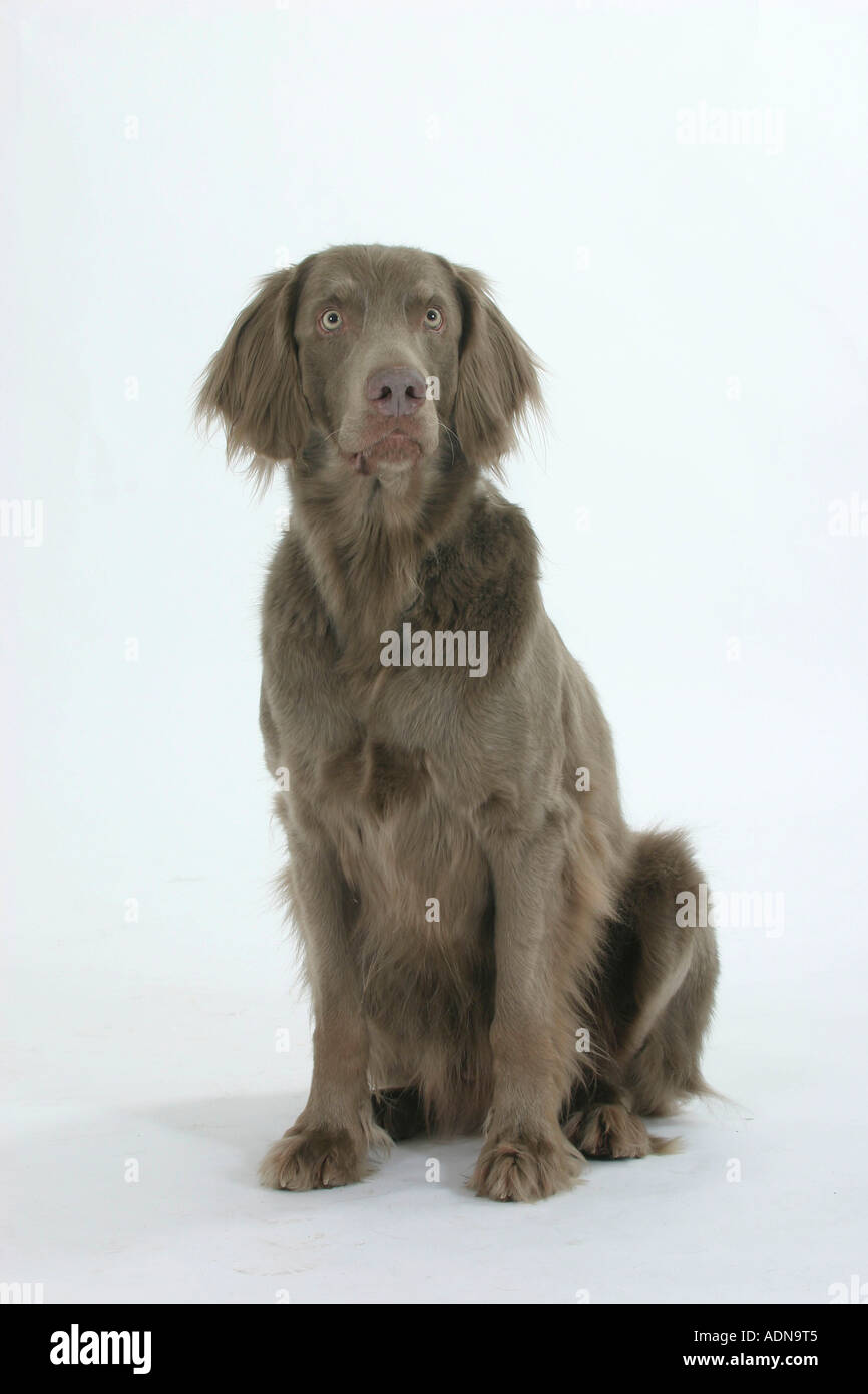 Long haired weimaraner discount