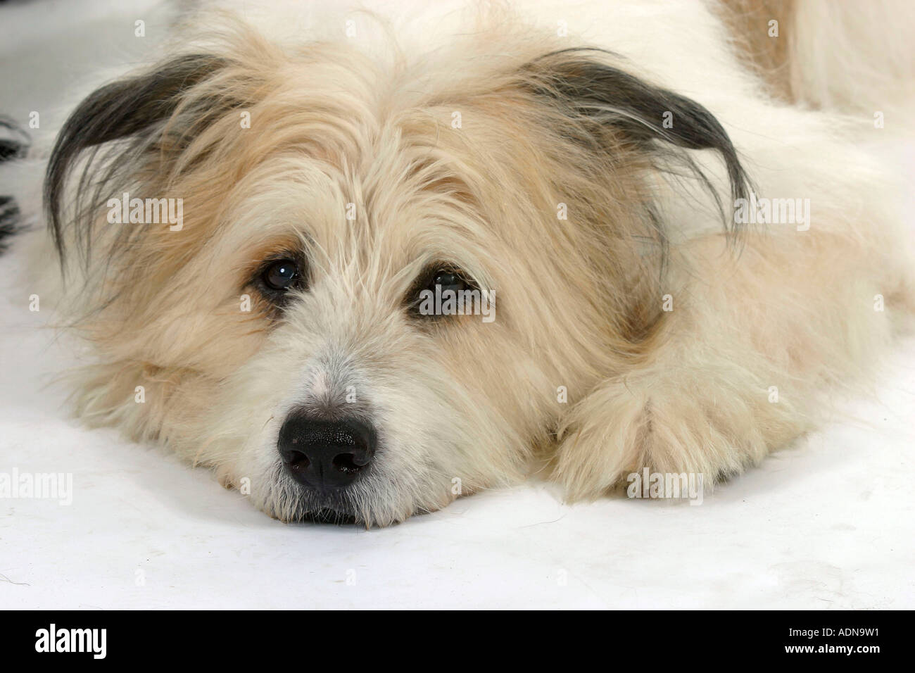 Mischlingshund hi-res stock photography and images - Alamy