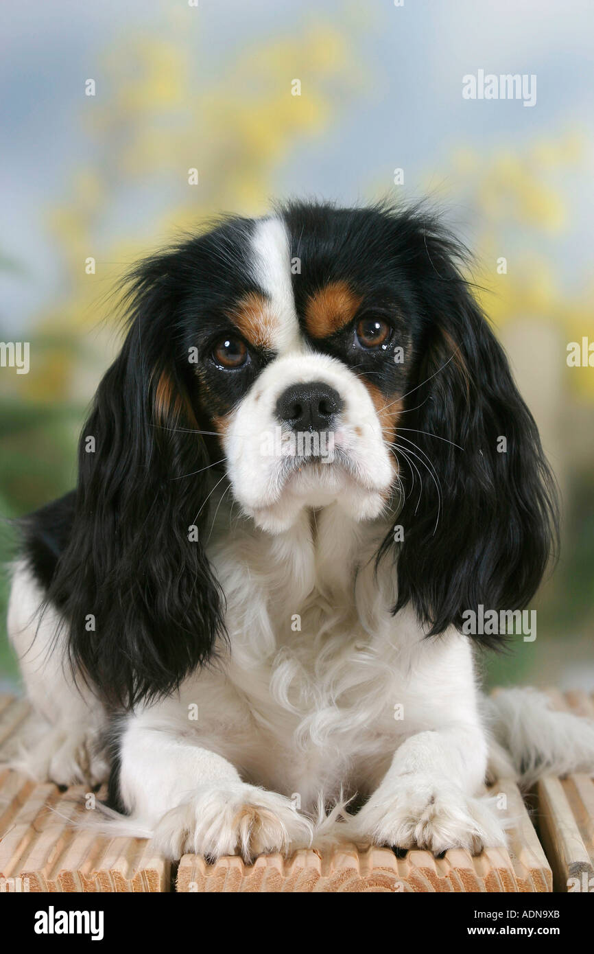 Cavalier King Charles Spaniel Tricolor Stock Photo Alamy