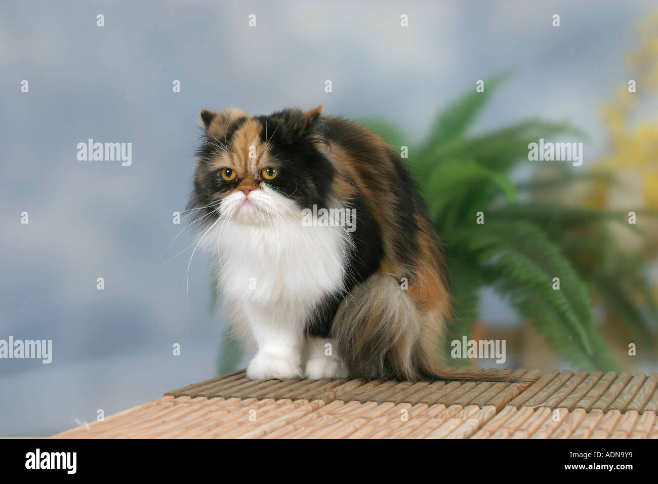 black tortie white