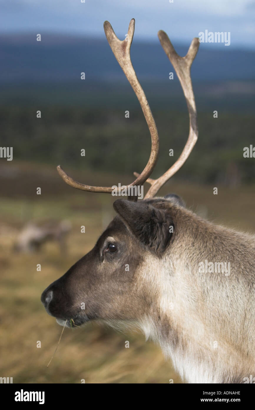A young Carabou head and shoulders with a clean background showing young  antlers and eating grass Stock Photo - Alamy