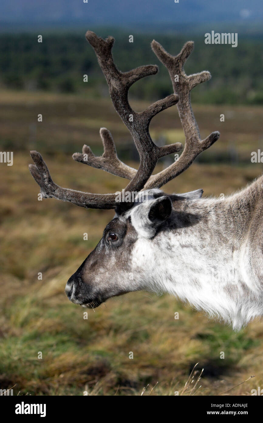 An adult reindeer carabou side shot of head and neck with full velvet on the antlers Stock Photo