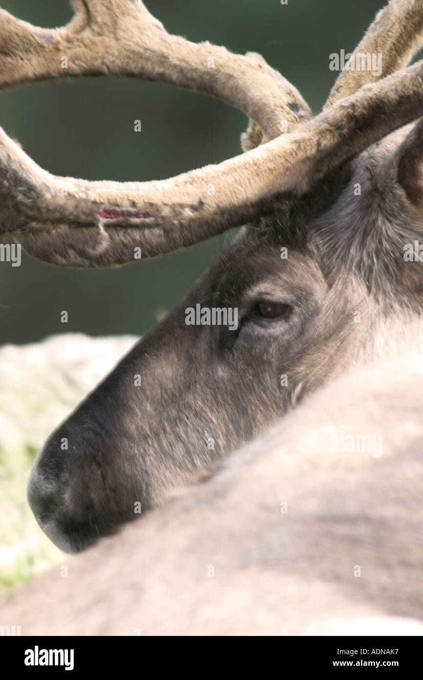 A close up head shot of a carabou with the velvet starting to peel away ...