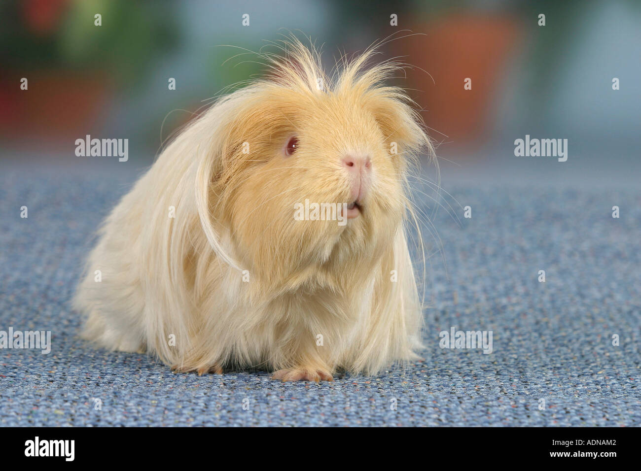 Guinea Pig, saffronwhite Stock Photo Alamy