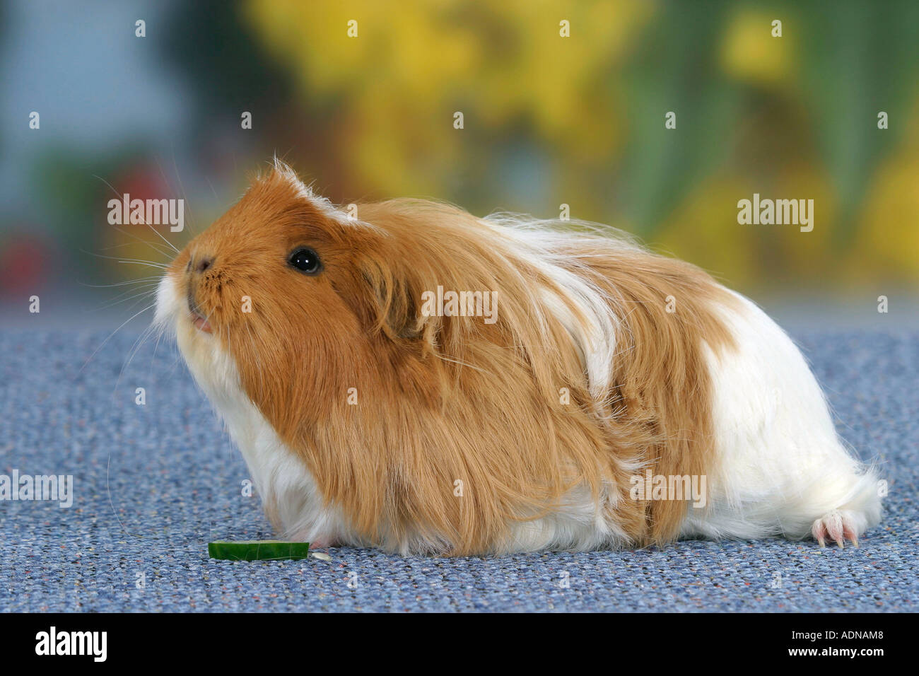 Guinea Pig, redwhite Stock Photo Alamy