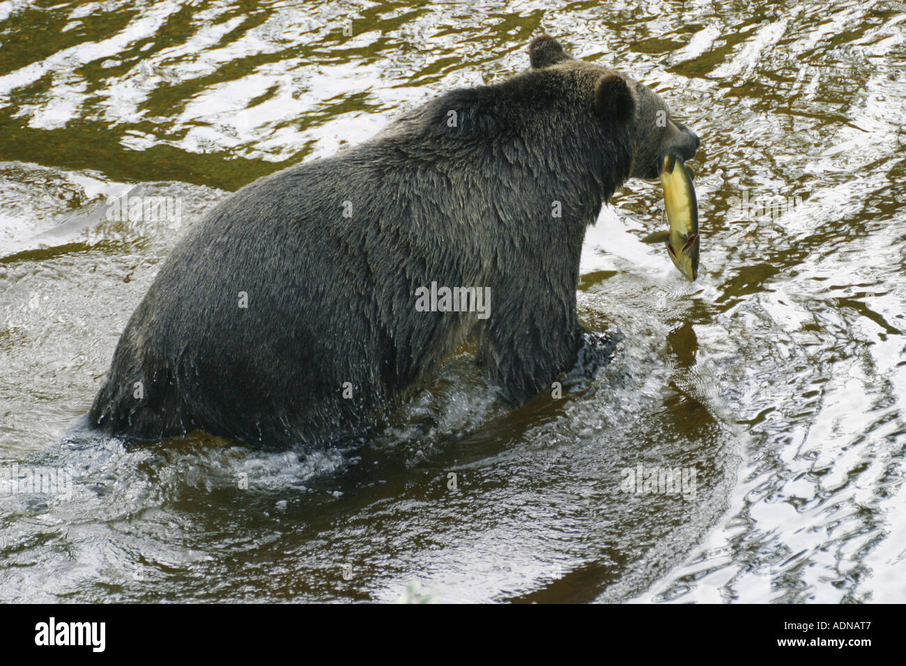 A grizzy bear photographed in the wild A remote area of the Canadian rockies where it is hunting in a river full of salmon Stock Photo