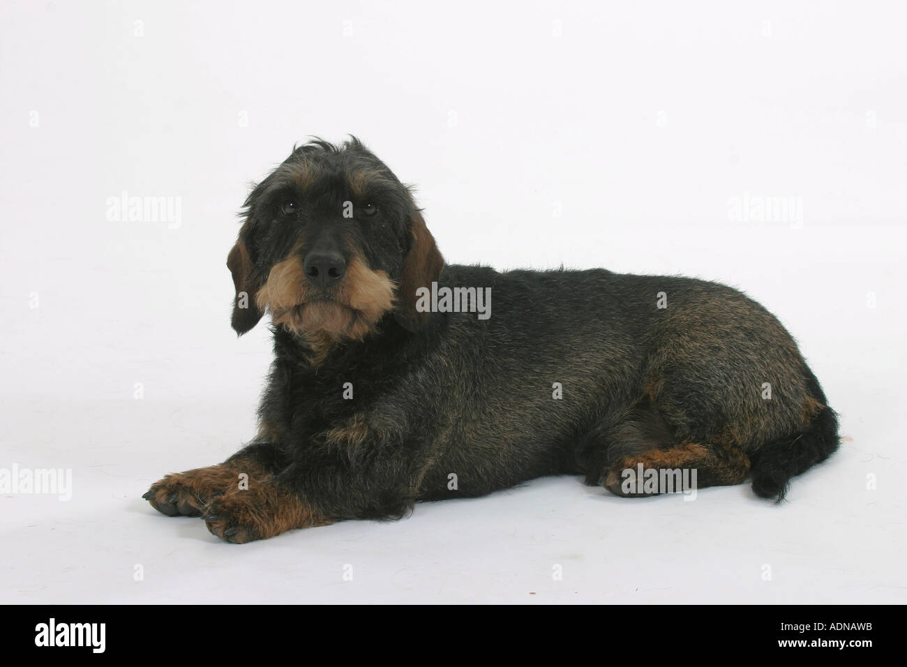 Wirehaired Dachshund Stock Photo
