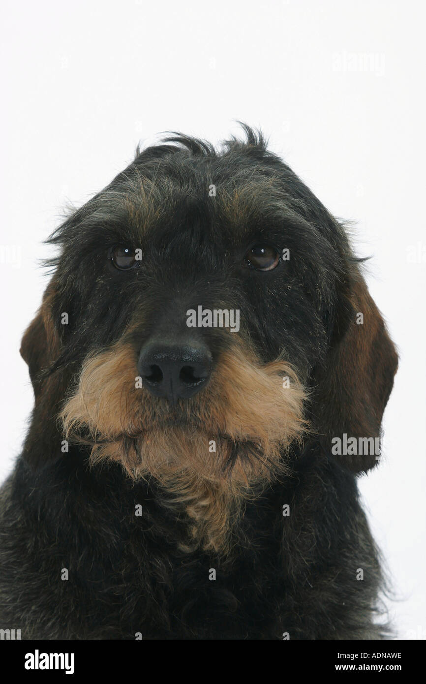 Wirehaired Dachshund Stock Photo