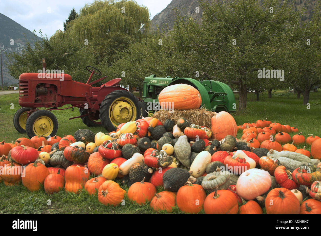 An enormous amount of squash and pumpkins of various sizes on a roadside in Canada The farmers old tractors are in the photo too Stock Photo