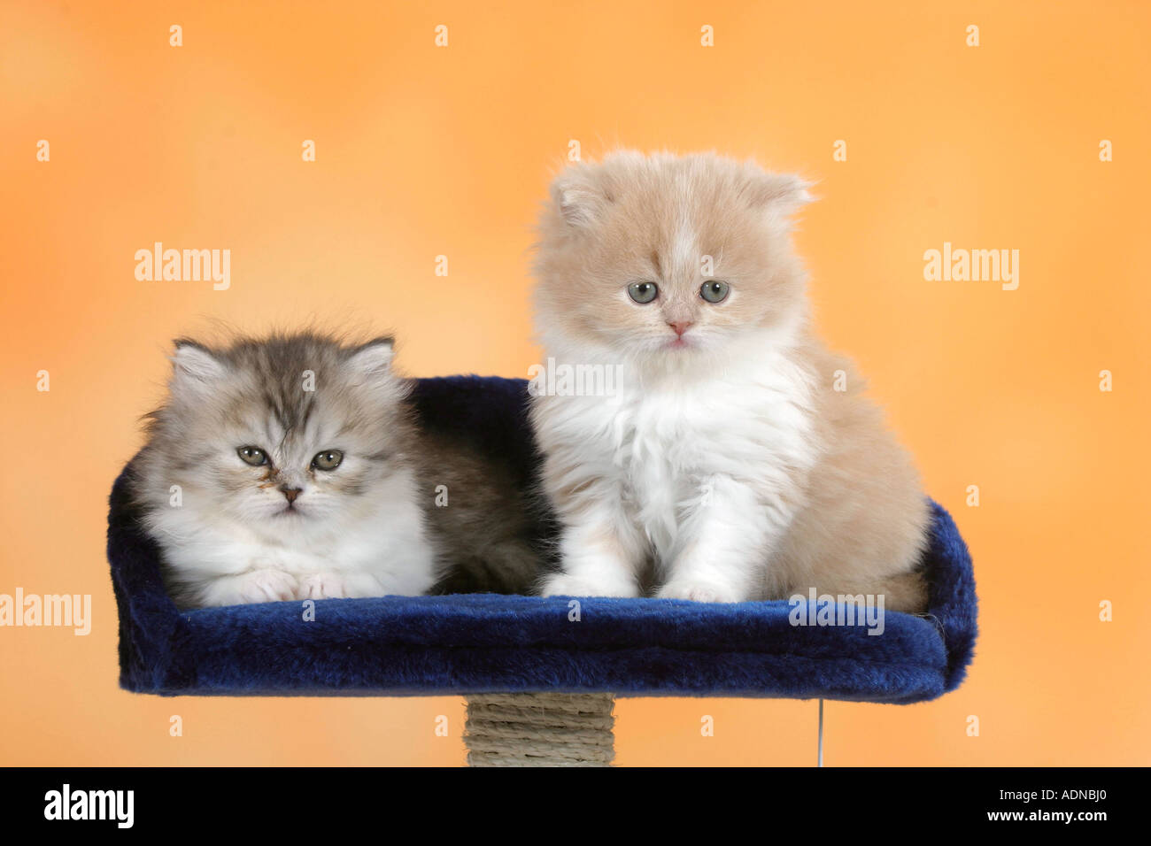 Persian Cat, kittens, 6 weeks Stock Photo