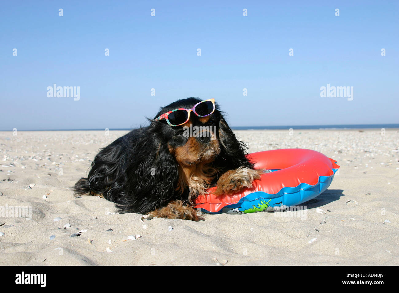 Cavalier King Charles Spaniel, blackandtan, with swimming belt and
