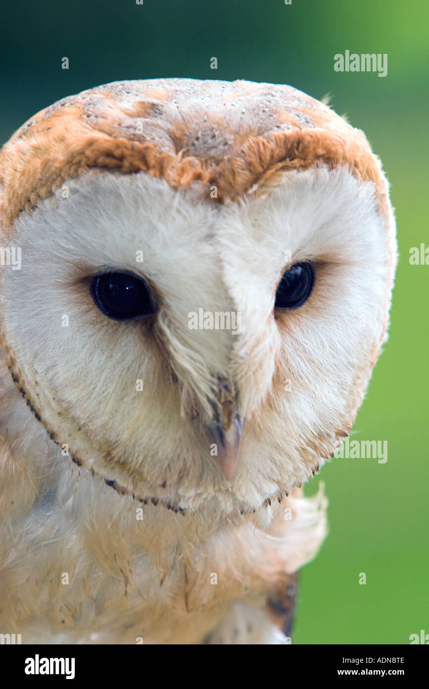 Tyto alba, The Barn owl. full face Stock Photo