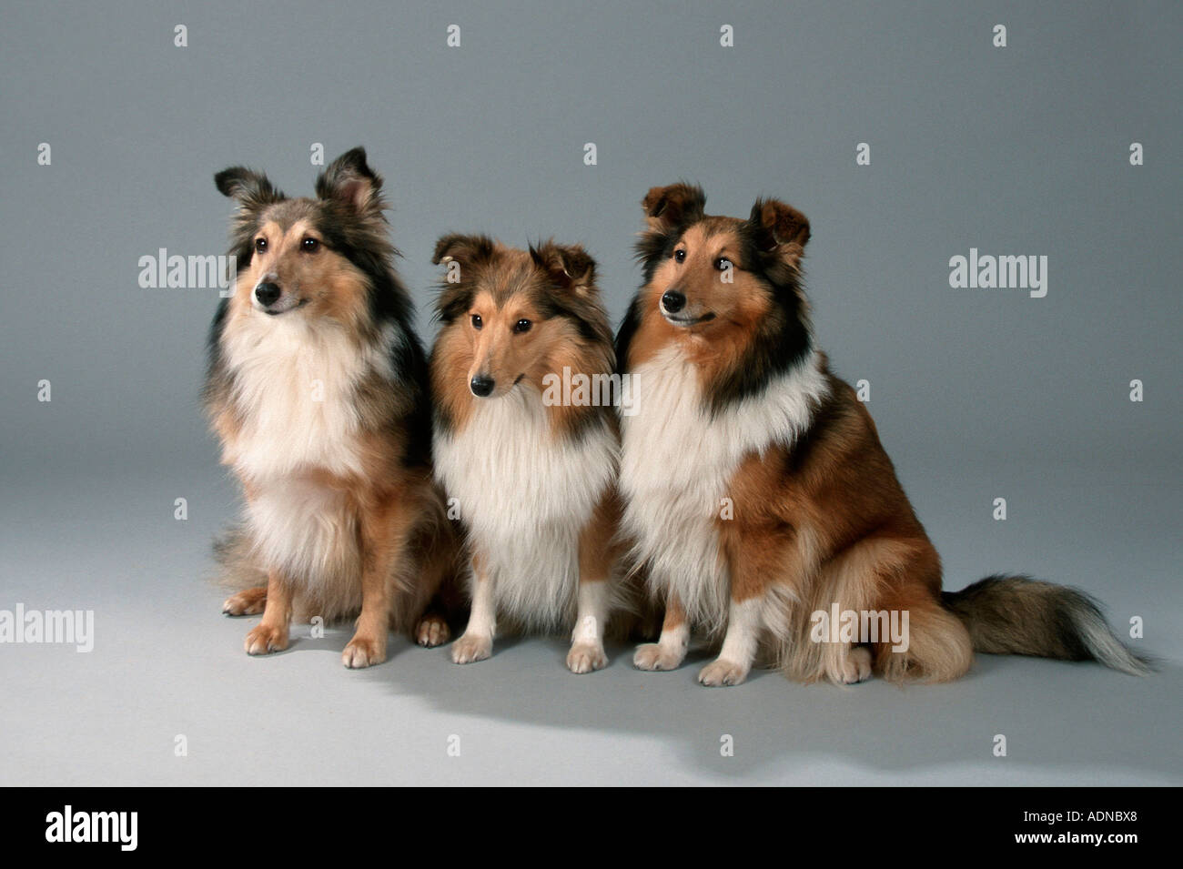 Shellie Dogs Shetland dogs hi-res stock photography and images - Alamy