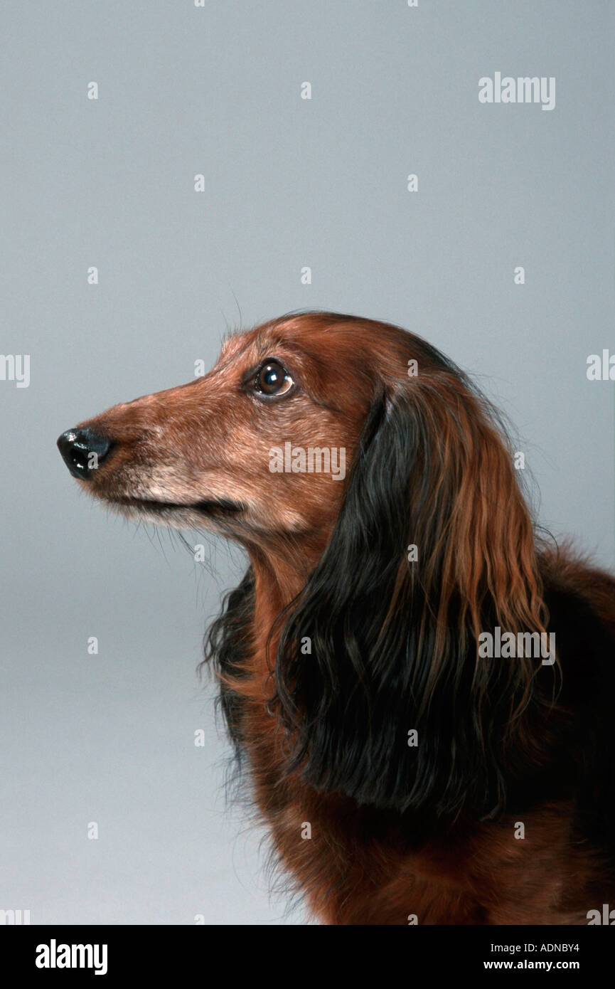 Longhaired Dachshund, old side, profile Stock Photo