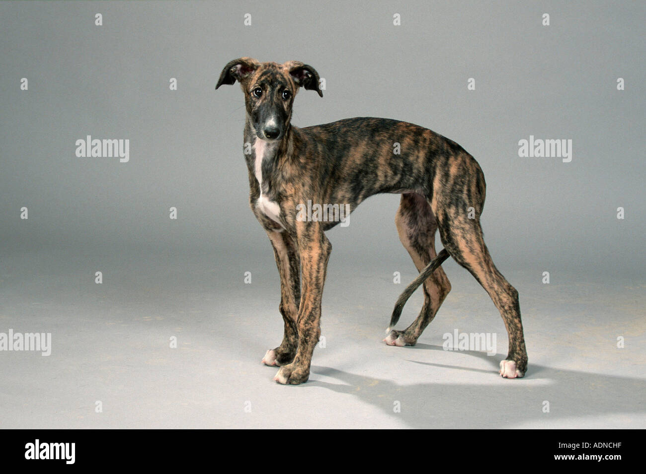 galgo puppies for sale