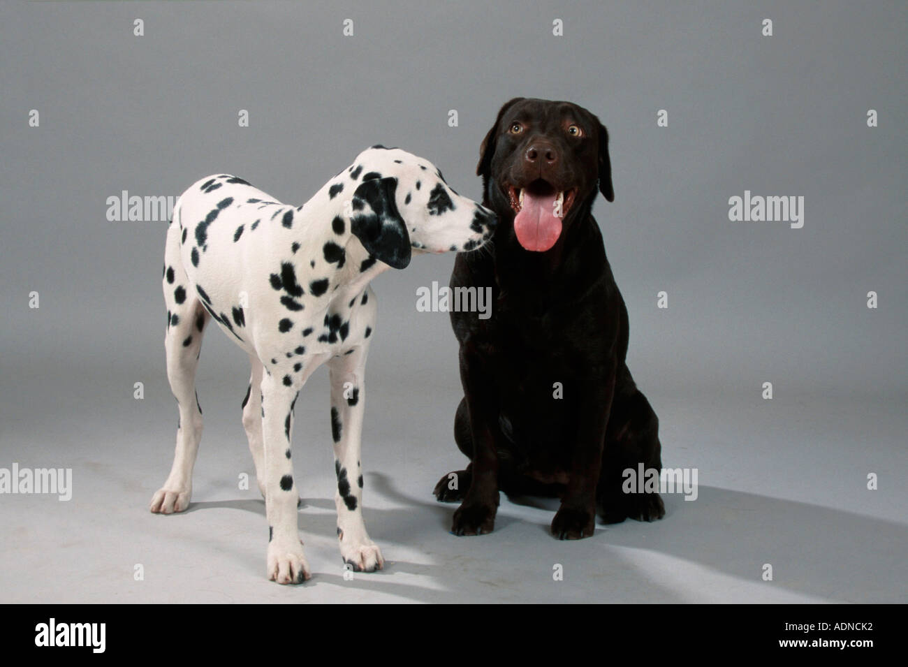 Labrador Retriever, brown, and Dalmatian puppy Stock Photo - Alamy