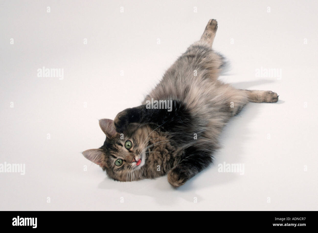 Semi long haired cat hi-res stock photography and images - Alamy