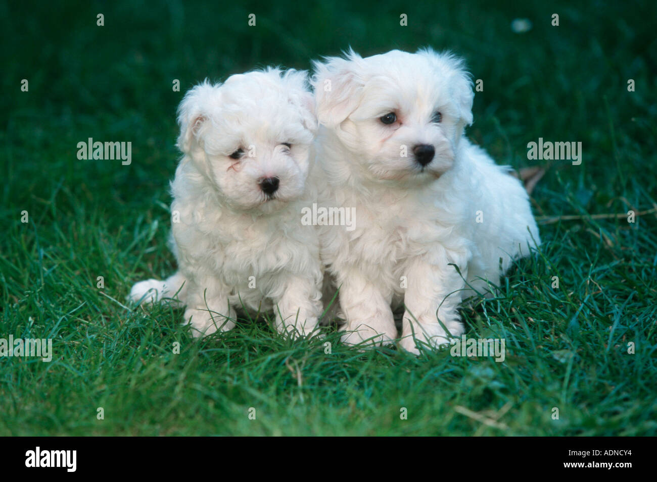 6 week old store maltese puppies