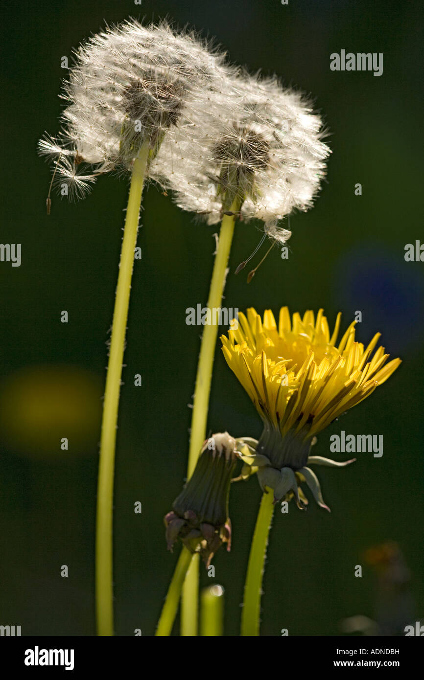 Dandelion flowers and seed hi-res stock photography and images - Alamy