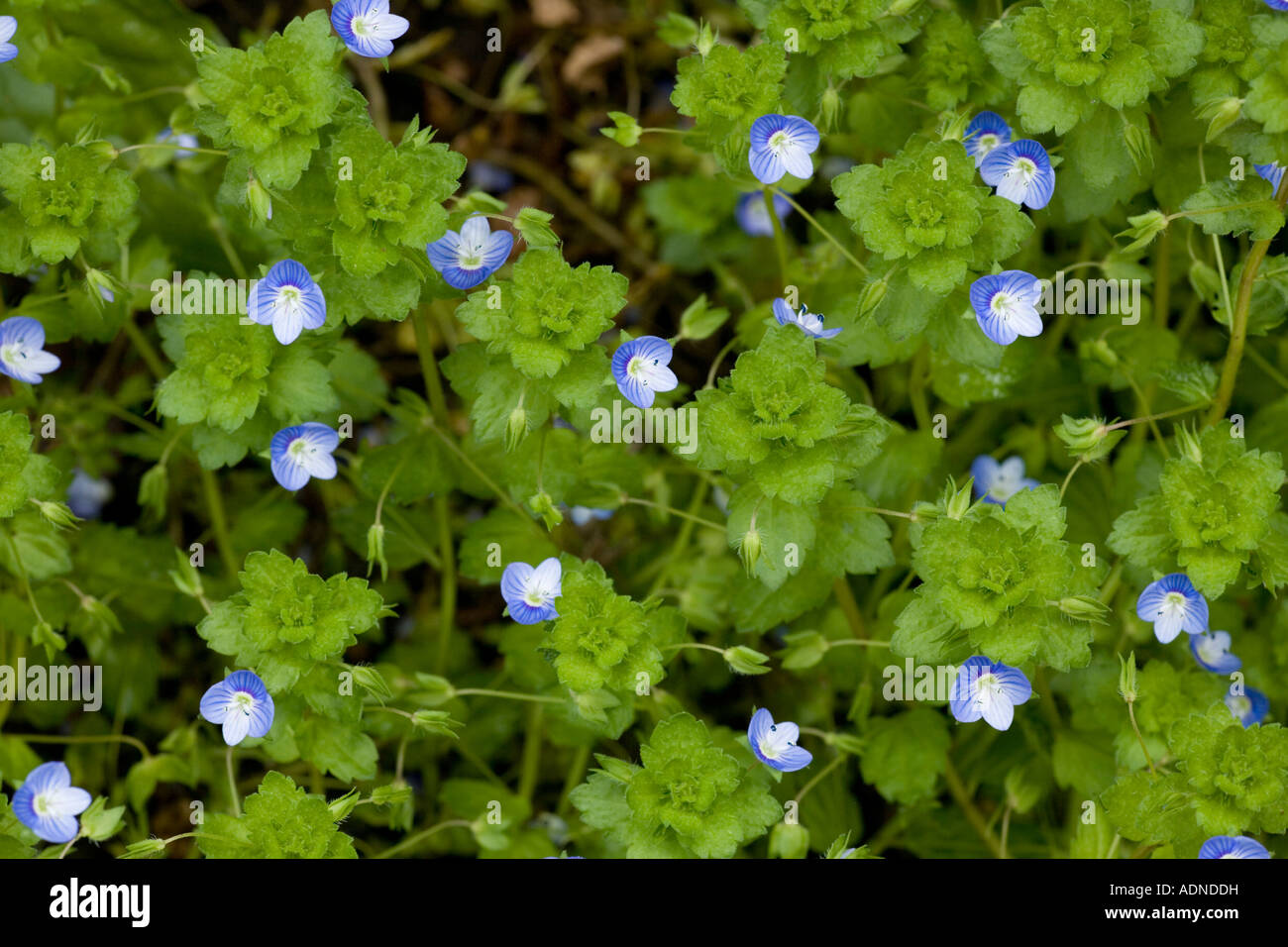 Common field speedwell Veronica persica Widespread weed Stock Photo