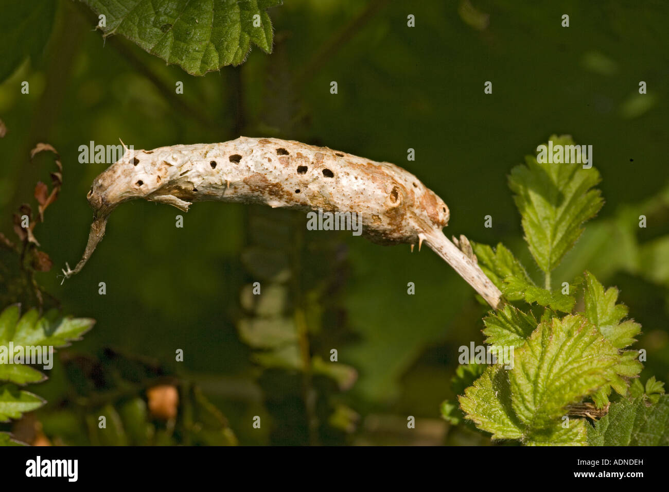 Gall caused by gall wasp on bramble stem Diastrophus rubi Dorset Stock Photo