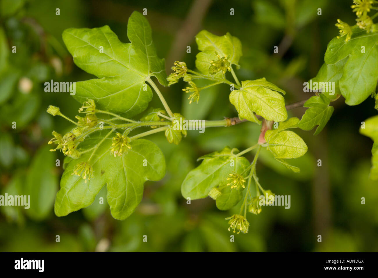 Acer Flower Hi res Stock Photography And Images Alamy