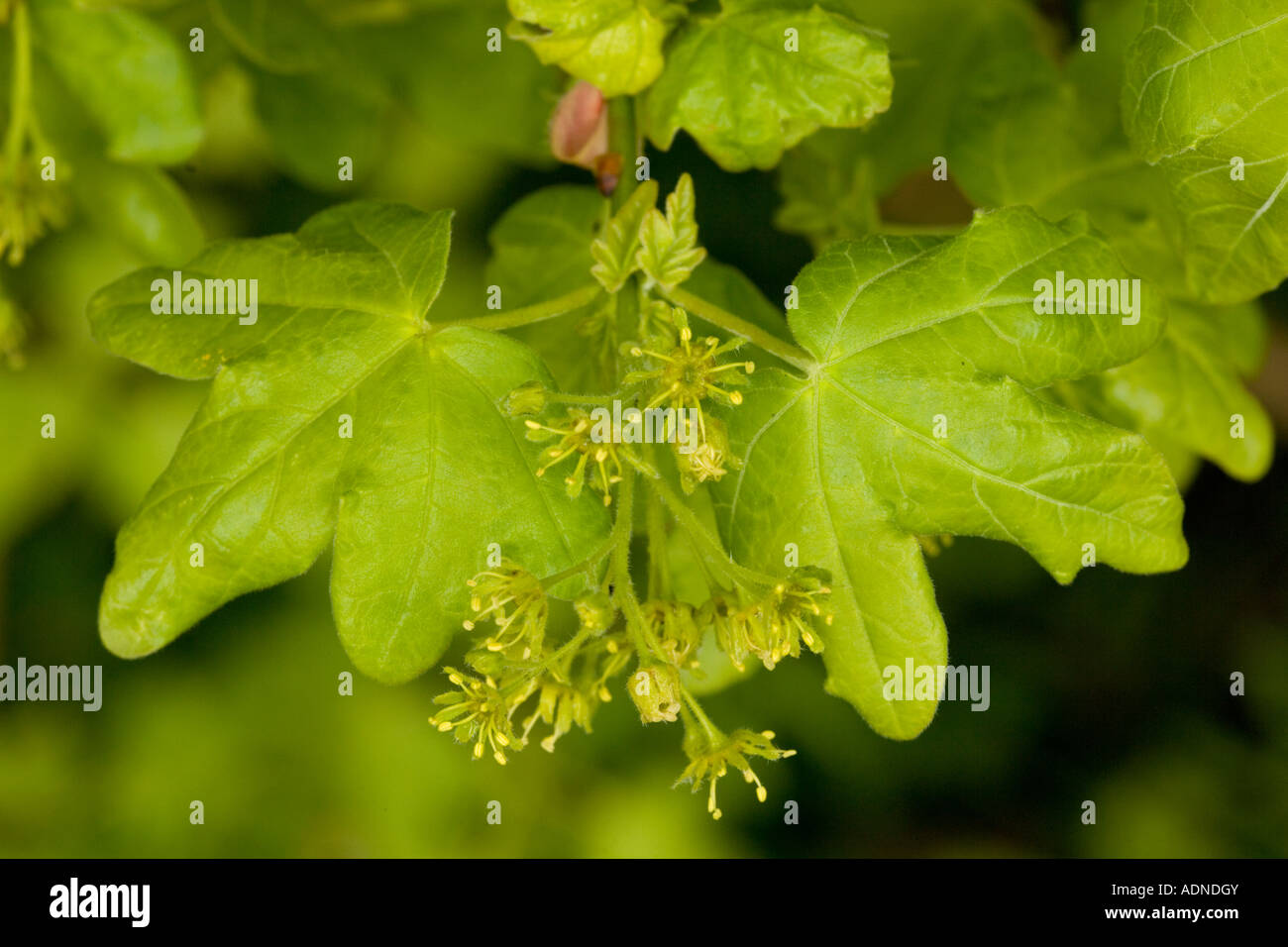 Field Maple Acer Campestre In Flower Close up Stock Photo Alamy