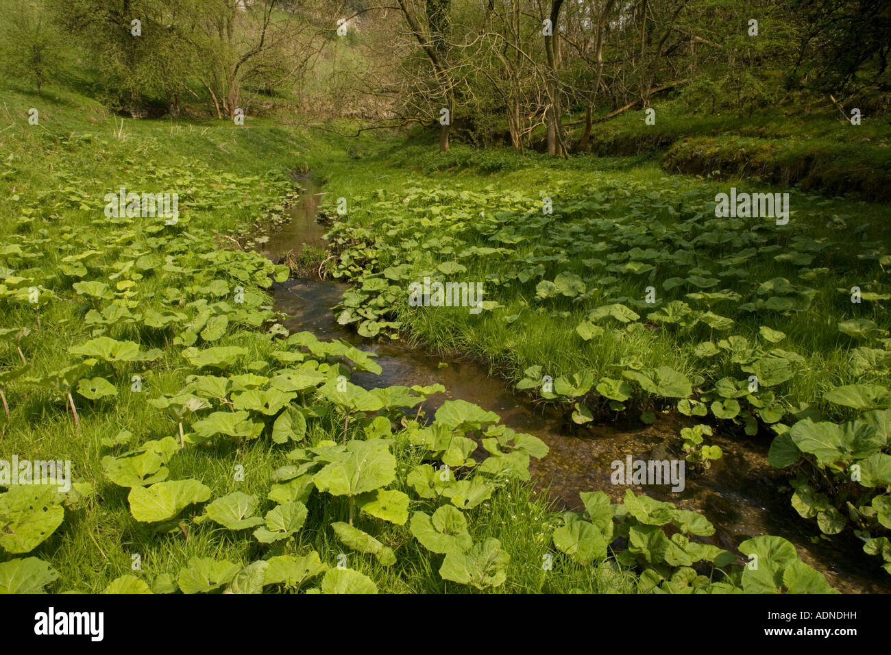 Unspoilt stream valley in Millersdale Peak District Stock Photo