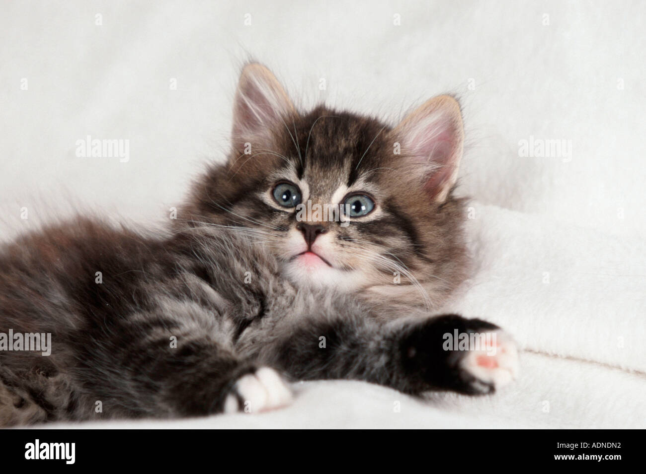 Norwegian Forest Cat, kitten Stock Photo Alamy