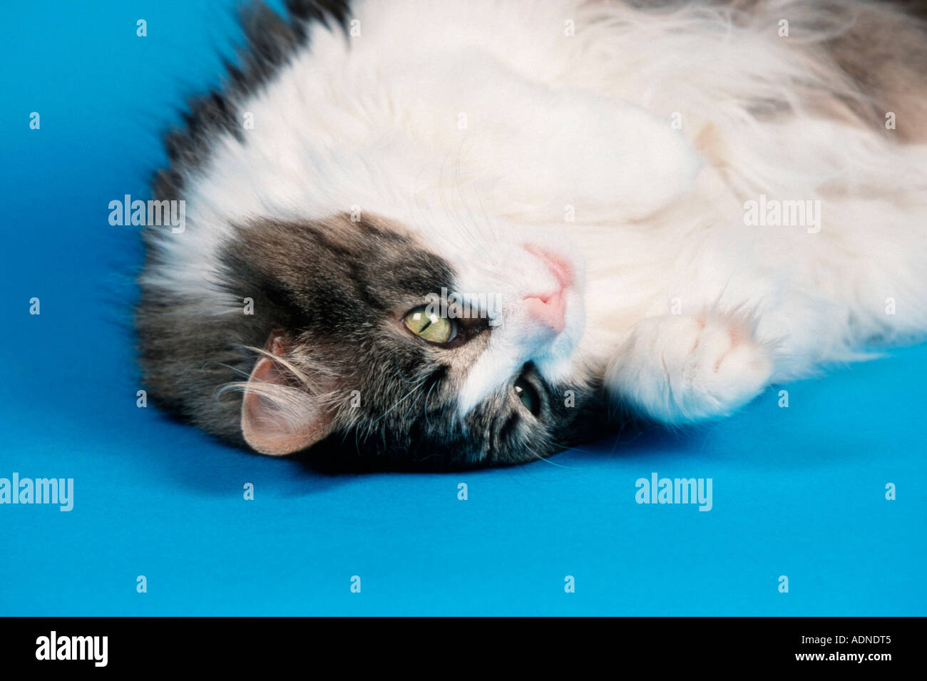 Norwegian Forest Cat, blacktabbymackerelwhite Stock Photo Alamy
