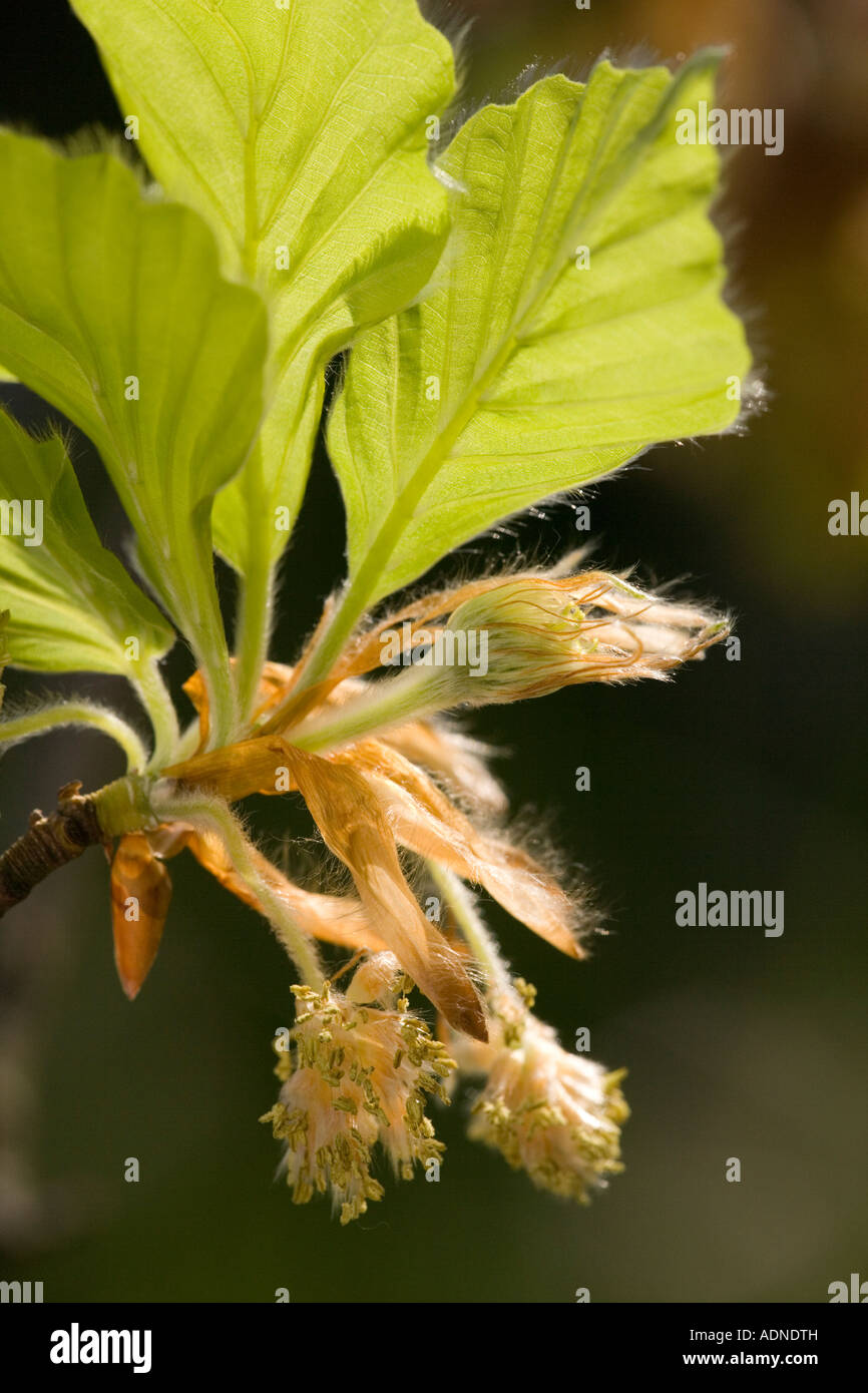 European beech (Fagus sylvatica) male flowers and young leaves, close-up, Dorset, South West England, UK Stock Photo