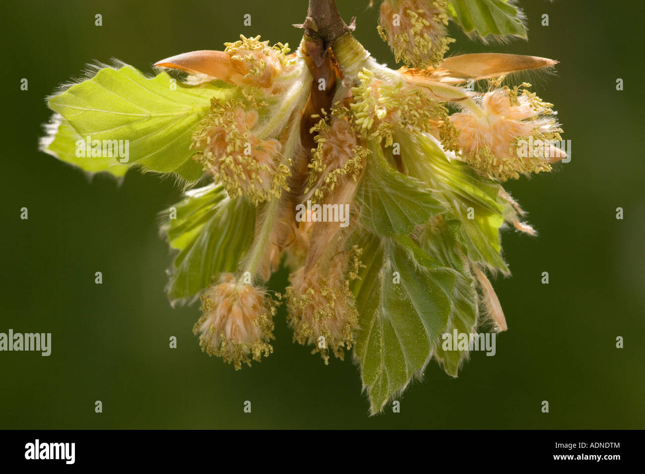 Beech Fagus sylvatica male flowers and young leaves Dorset Stock Photo