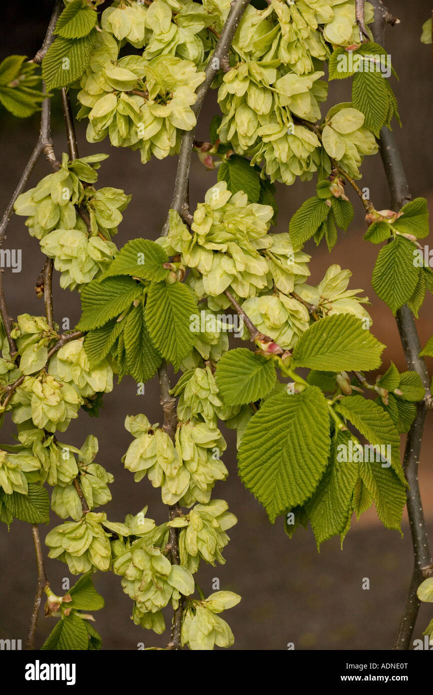 Wych elm, form, in fruit Ulmus glabra, form campedownii, Garden Stock Photo