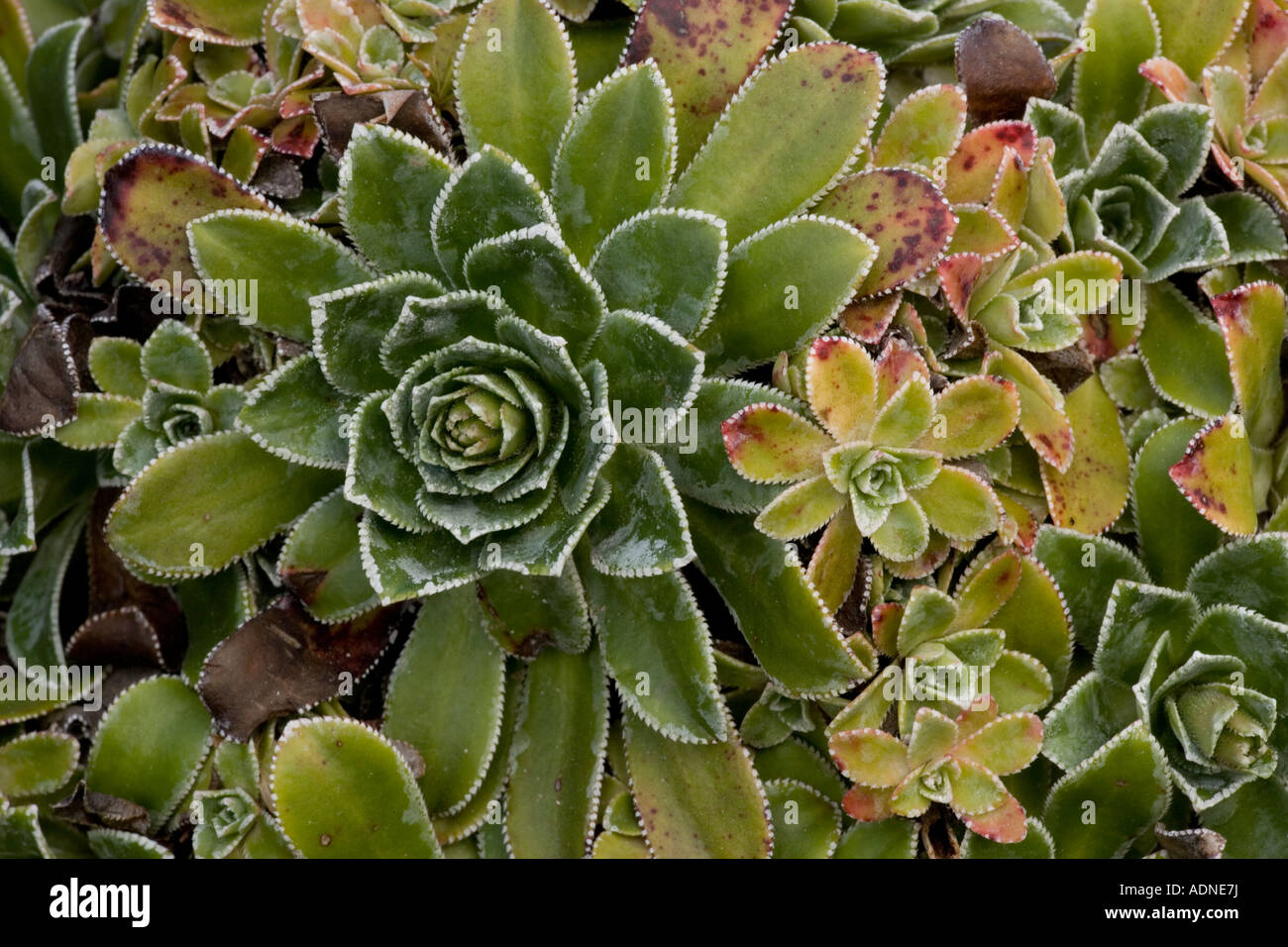 Rosette of livelong saxifrage (Saxifraga paniculata), Sweden, Europe Stock Photo
