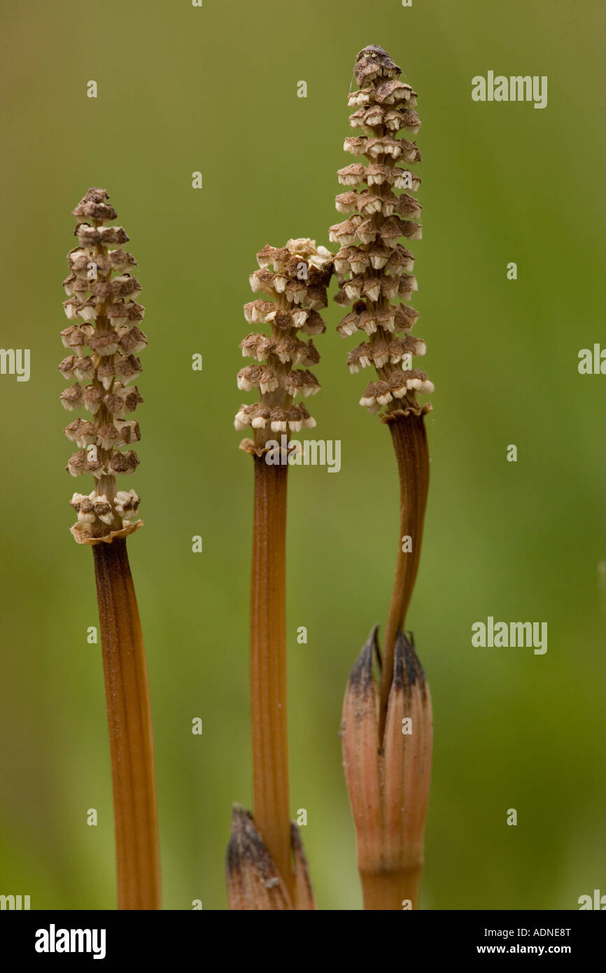 Common Horsetail (Equisetum arvense) with fertile cones in spring