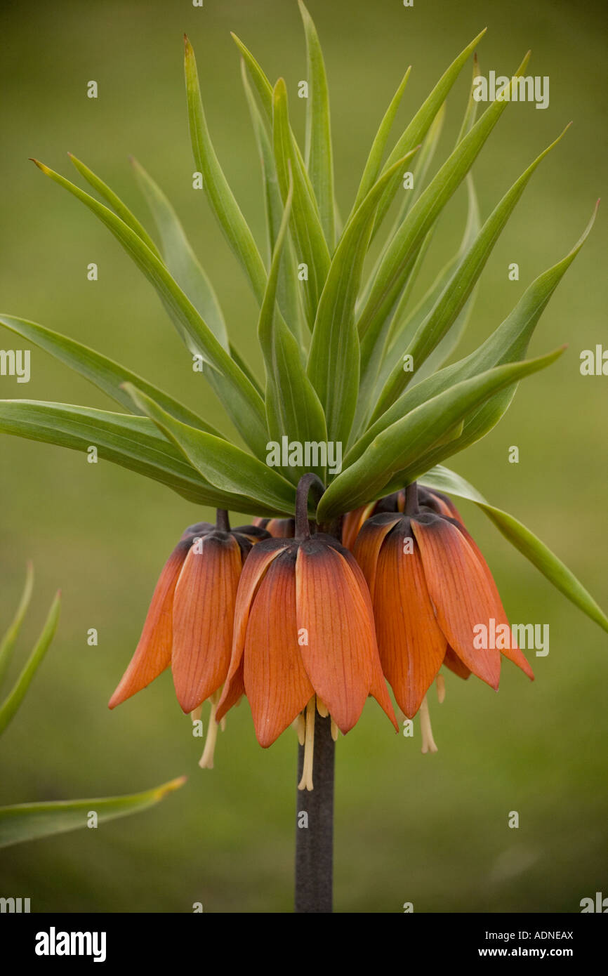 Crown Imperial (Fritillaria imperialis) close-up Stock Photo