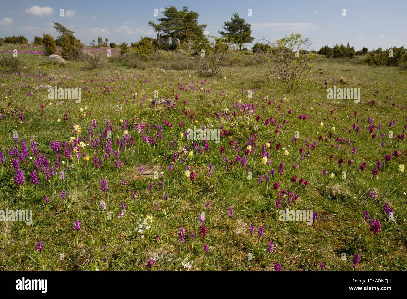 Mass of early purple orchids Orchis mascula and elder flowered orchids Dactylorhiza sambucina in old limestone grassland Stock Photo