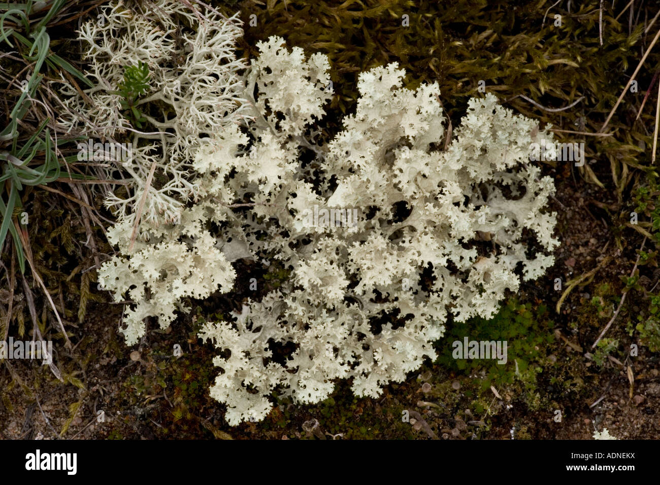 Rare northern lichen Cetraria nivalis Sweden Stock Photo